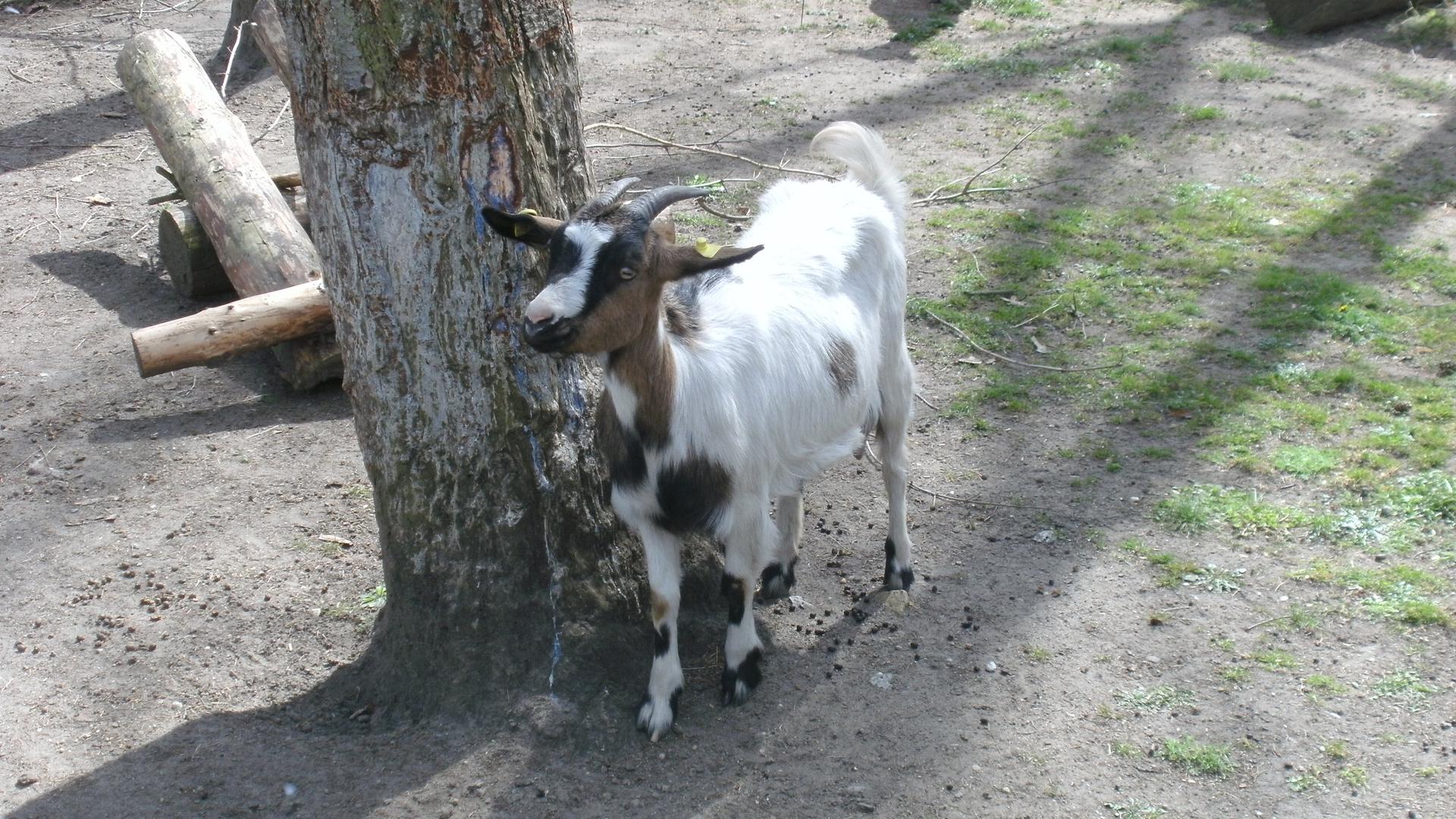 Ein Ziegenbock aus dem Tierpark in Kirrlach