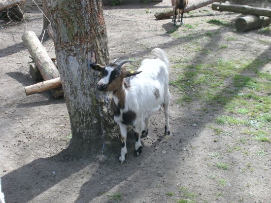 Ein Ziegenbock aus dem Tierpark in Kirrlach