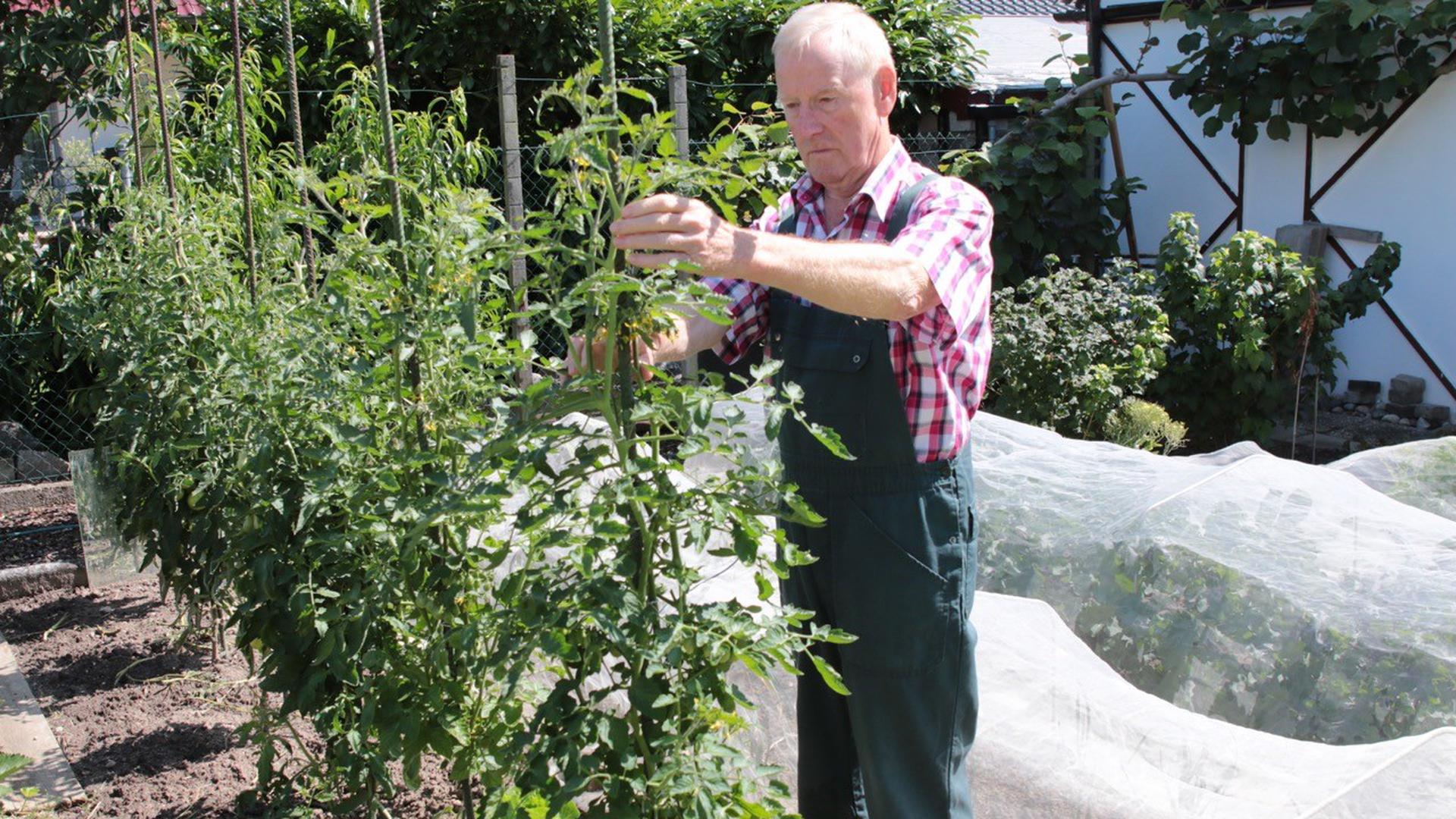Der Wiesentaler Fachwart für Obst- und Gartenbau hat seine Tomaten nicht abgedeckt und schützt das Gemüse mit feinmaschigen Netzen.