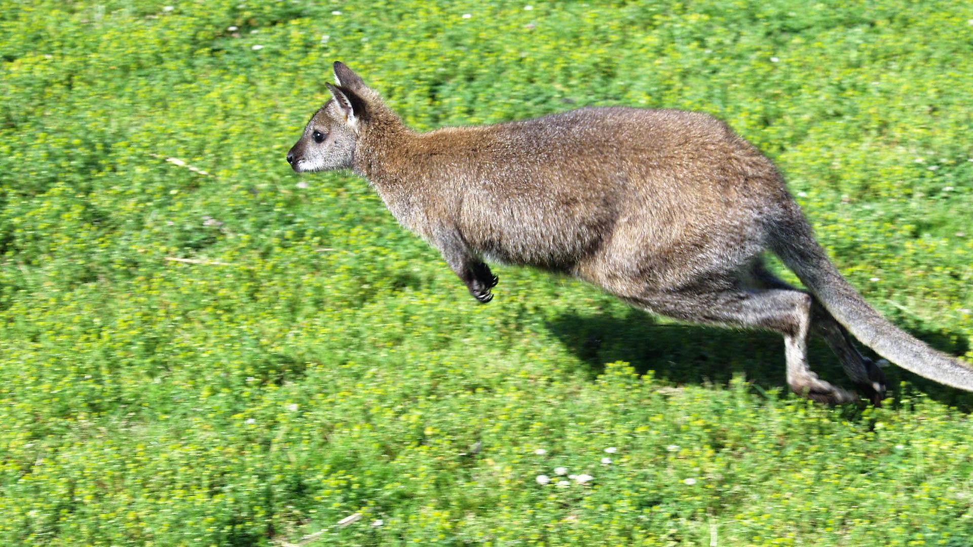 Ausgehüpft, abgehauen oder gar befreit: Dieses Tier war eigentlich auf einem Hof in Wiesental heimisch. Doch jetzt ist das Känguru spurlos verschwunden. 