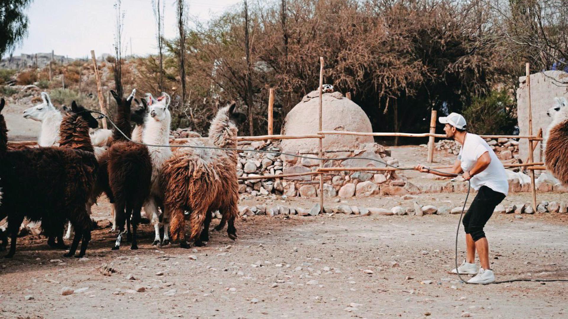 Tierische Übung: Yves Unser muss ein Lama mit dem Lasso fangen.