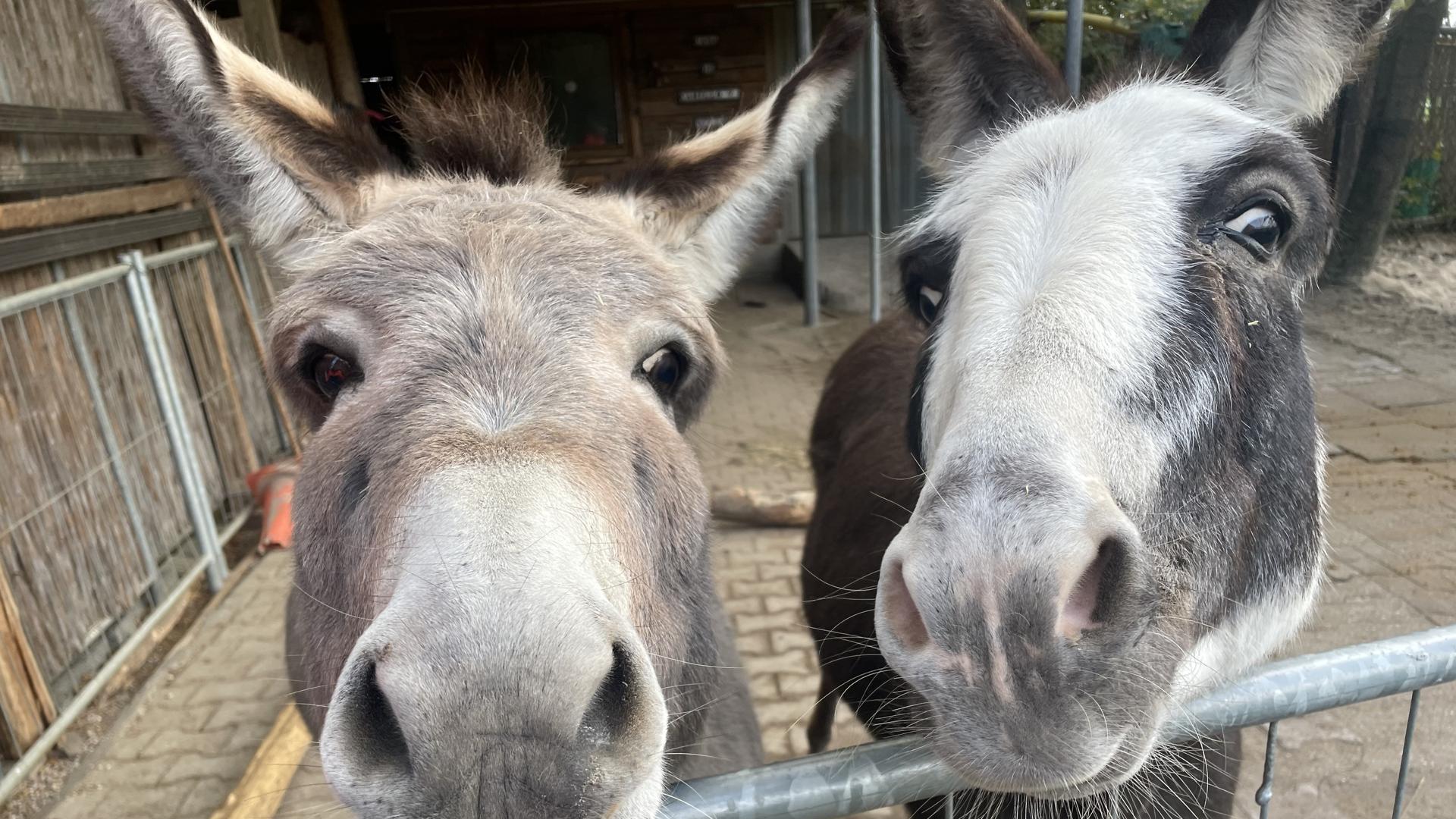 Bella (rechts) und Camillo genießen ihr Eselleben in ihrem Winterquartier in Walldorf.