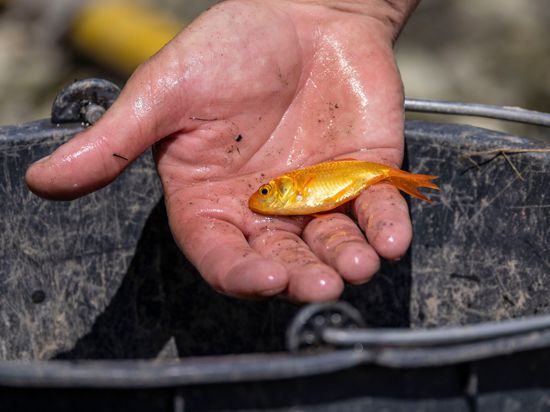 Ein kleiner Goldfisch liegt in einer Hand über einem Eimer.