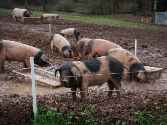 Mehrere Schweine stehen am Futtertrog