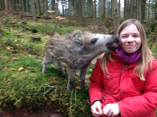 Ein Wildschwein berührt mit der Schnauze das Gesicht eines Mädchens. 