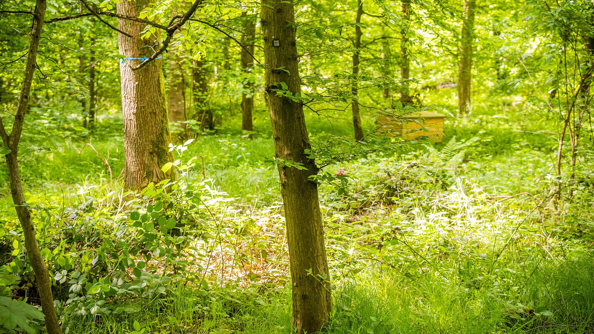 Ahorn, Eiche, Hainbuche, Linde und Haselnuss prägen das natürliche Bild des Waldes im FriedWald Rheinau.