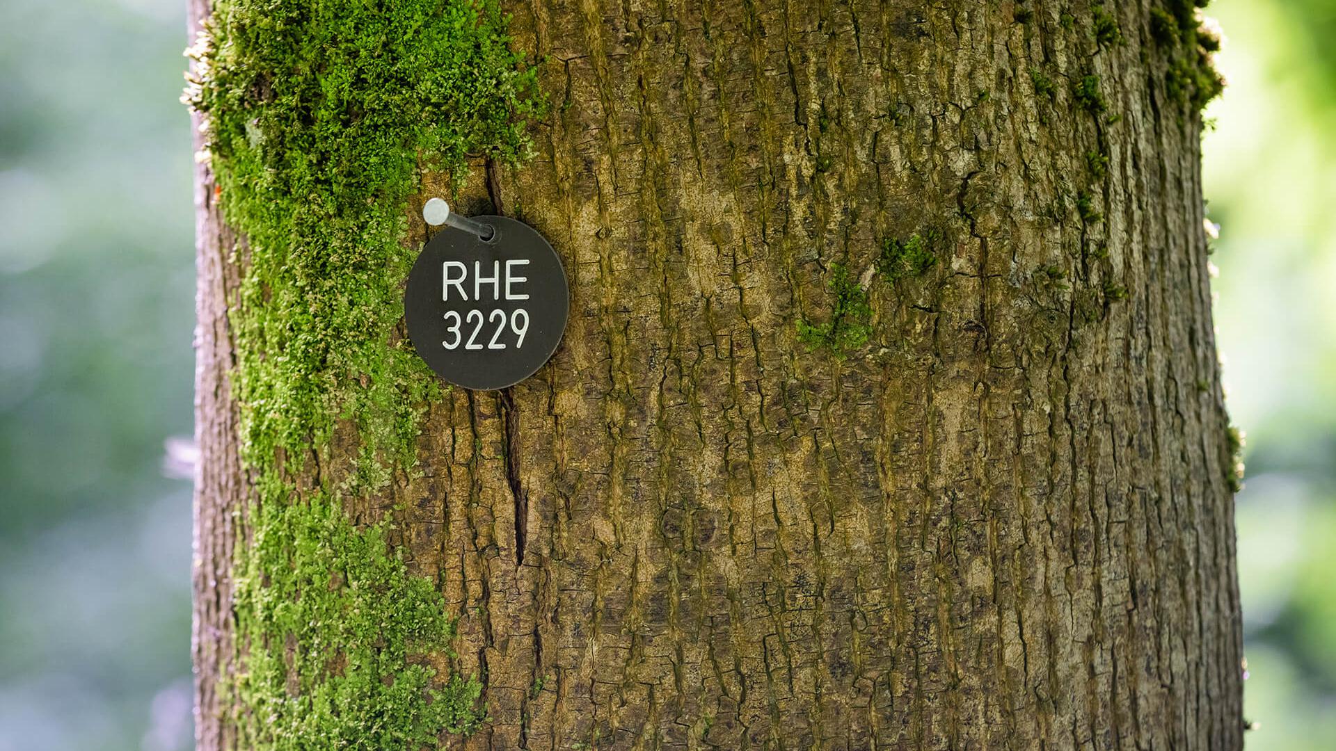 Plaketten und Namenstafeln kennzeichnen die Bäume als Grabstätte.