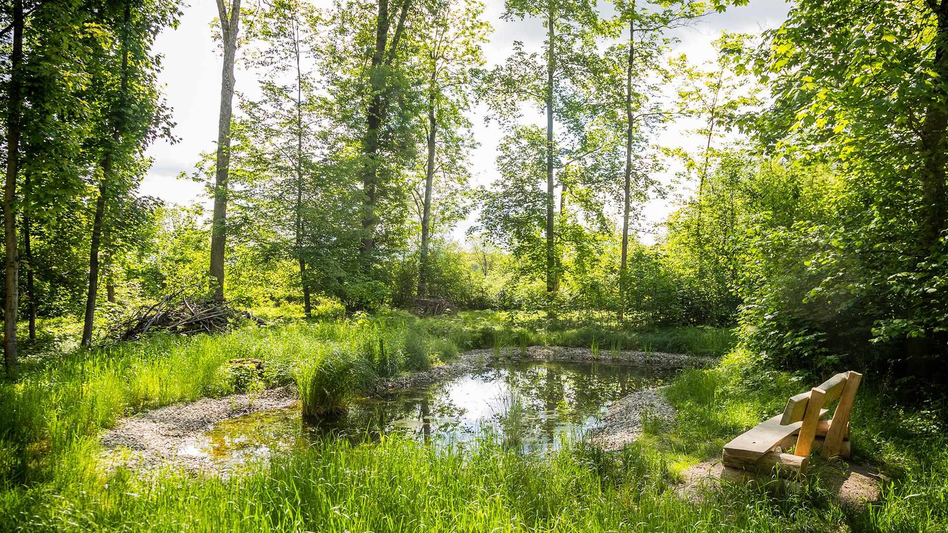 Der naturnahe Teich im FriedWald Rheinau ist ein tröstlicher Ort.