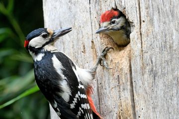 Ein junger Buntspecht blickt aus dem Flugloch der Nisthöhle in einem Baumstumpf und wartet auf seine Fütterung von einem Elternvogel. 