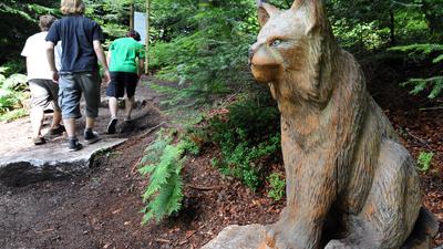 Besucher gehen  in einem Wald bei Baden-Baden beim Luchspfad an einem großen Luchs, der aus Holz gearbeitet ist, vorbei. 