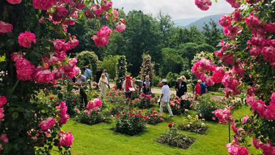 Der Rosenneuheitengarten auf dem Beutig in Baden-Baden wartet mit einer in Europa ziemlichen einzigartigen Vielfalt der Königin der Blumen auf. 