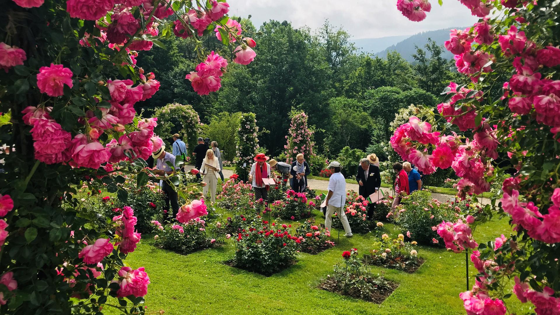Im Rosenneuheitengarten auf dem Beutig in Baden-Baden hat die Rosenblüte derzeit ihren Höhepunkt erreicht. 