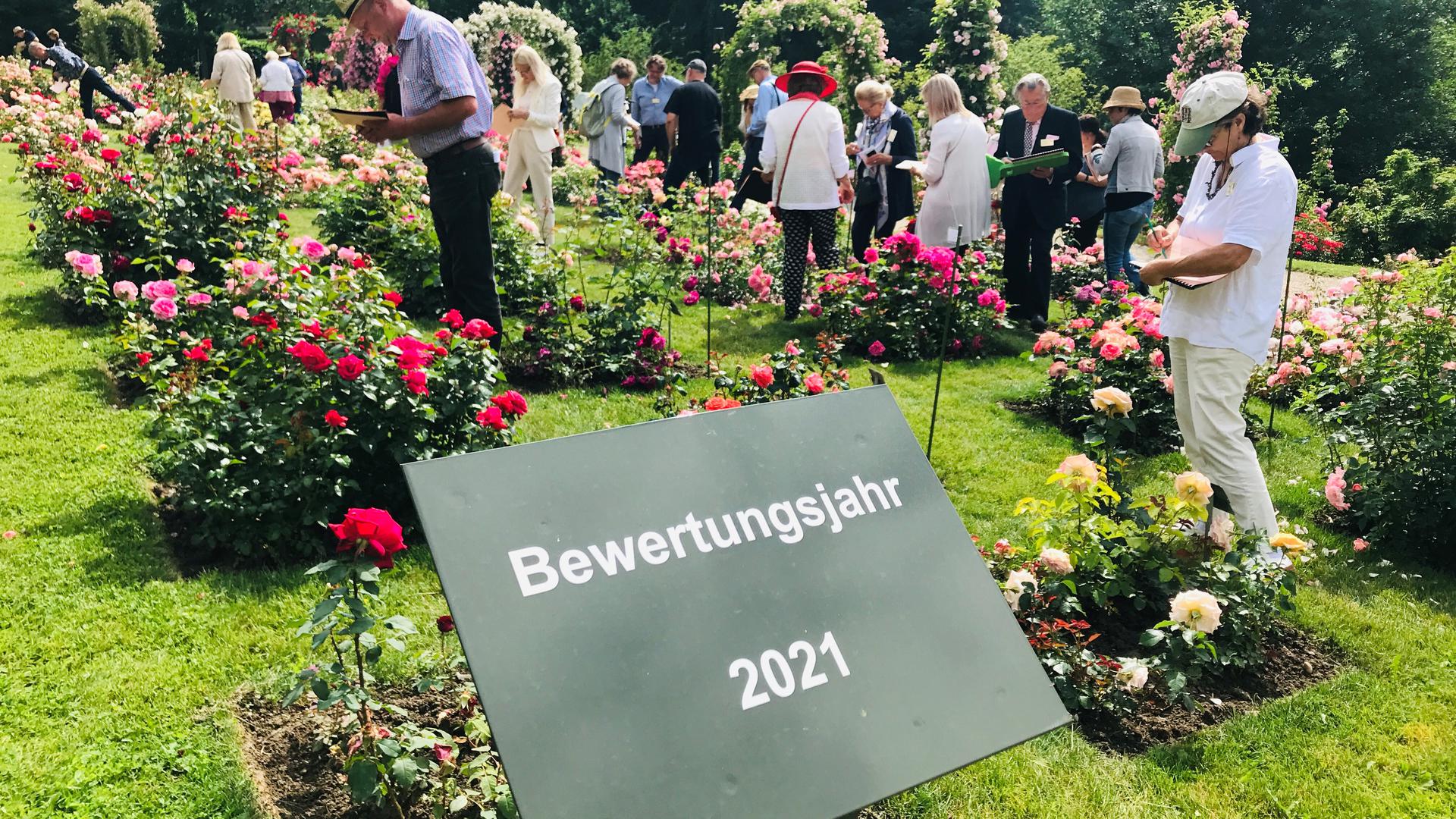  Mitglieder der Jury des 69. Internationalen Rosenneuheitenwettbewerbs begutachten im Rosenneuheitengarten auf dem Beutig in Baden-Baden 127 Neuzüchtungen von 29 Züchtern aus elf Ländern. 