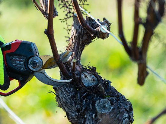 Ein Winzer schneidet in seinem Weinberg die Reben zurück. Der Rebschnitt  ist maßgeblich für die Qualität des Weines.