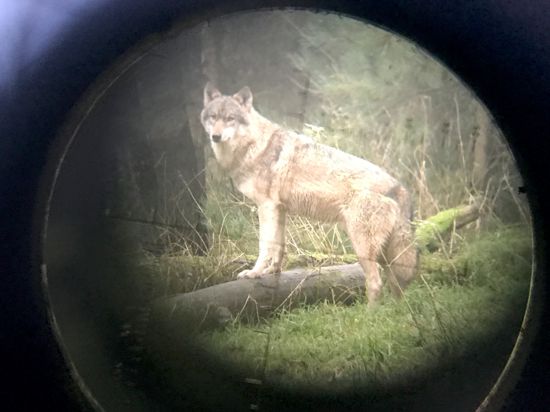Schutz von Wildtieren: Durch die Änderung des Jagdgesetzes steht der Wolf in Niedersachsen weiter unter einer ganzjährigen Schonzeit. Das will auch der Jägerverein in Baden-Baden.  