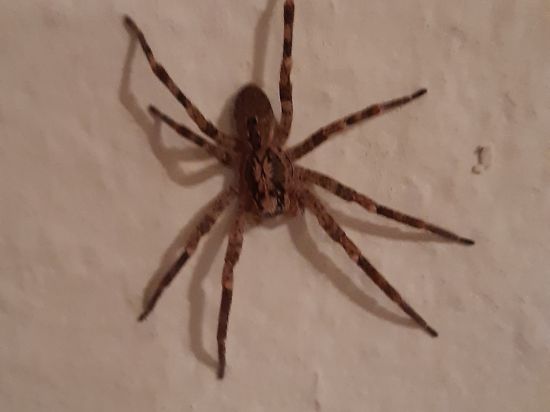 Eine Nosferatu-Spinne auf einer Wand