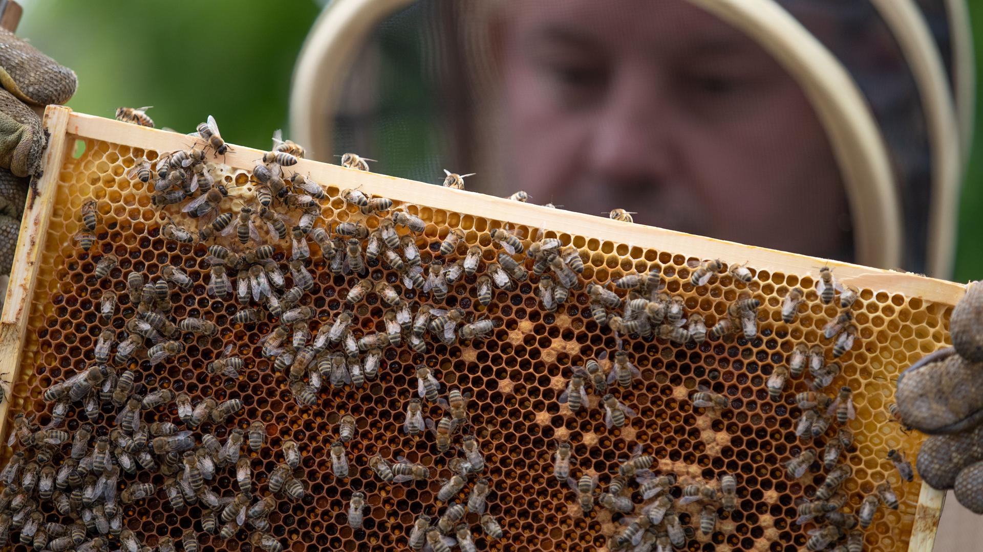 Ein hält eine Bienenwabe in den Händen auf dem Balkon seiner Stadtwohnung.