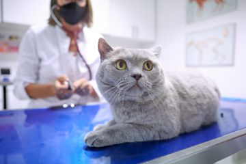 Katze auf dem Behandlungstisch eines Arztes