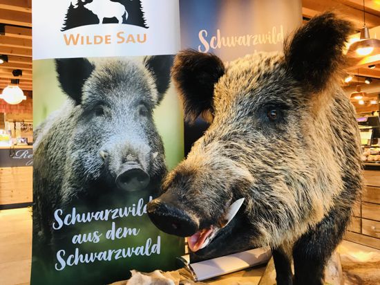 Ein Plakat wirbt für die Kampagne Wilde Sau des Naturparks Schwarzwald Mitte/Nord, danebe steht eine präparierte Wildsau - Archibald aus Bad Peterstal.