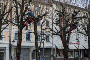 Ein Mann sitzt auf einem Kastanienbaum in der Sophienstraße in Baden-Baden und schneidet seine Äste zurück.