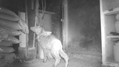 Fuchs oder Wolf? Dieses Foto des Tieres im Gewächshaus der Familie Scheck wurde von einer Wildtier-Kamera aufgenommen.