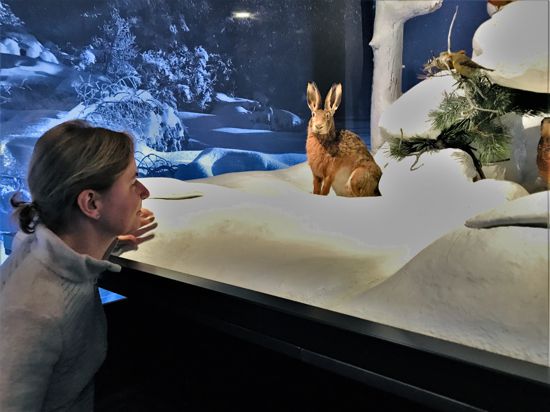 Ursula Pütz, Leiterin des Besucherzentrums des Nationalparks Schwarzwald steht vor einer präparierten Winterlandschaft mit einem Hasen. 