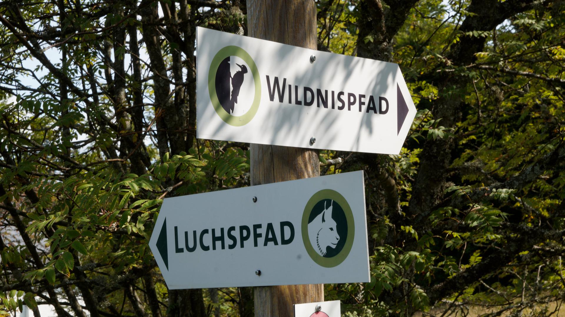 Schilder weisen den Weg zum Luchs- und Wildnispfad im Nationalpark Schwarzwald.