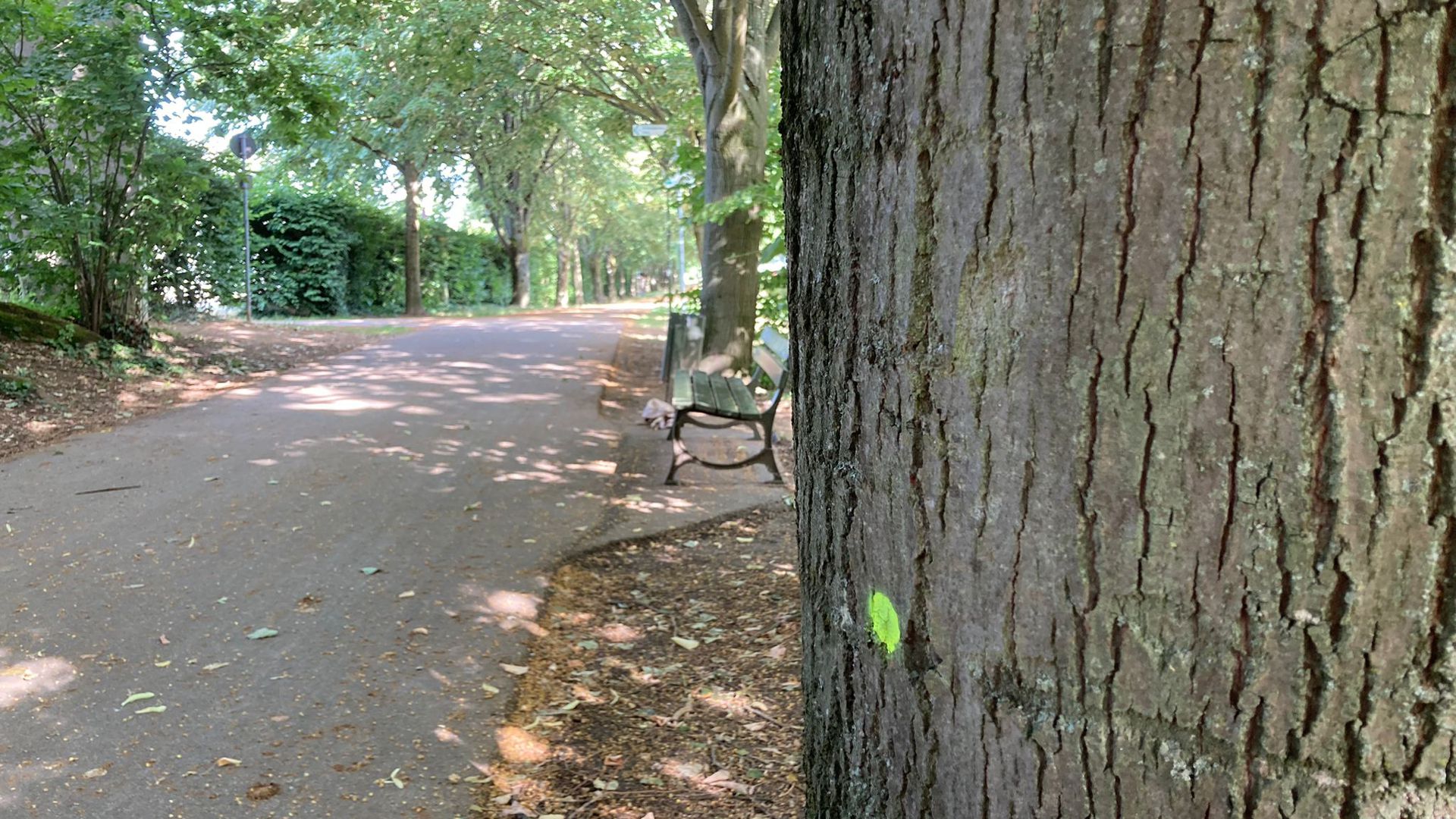Ein Baum mit einem grünen Punkt steht an einem Fußweg. 