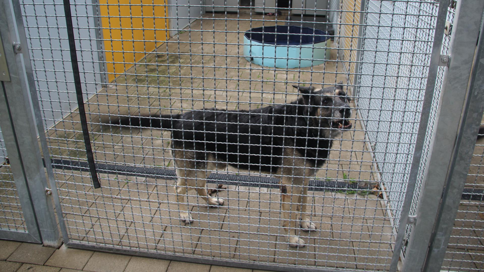 Hund im Tierheim hinter Gittern.
