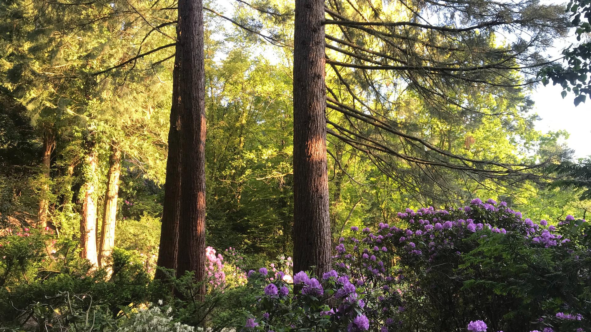 Zauberhafte Exoten: Im Friedrich-Eberts-Arboretum ist die Rhododendronblüte derzeit auf ihrem Höhepunkt.
