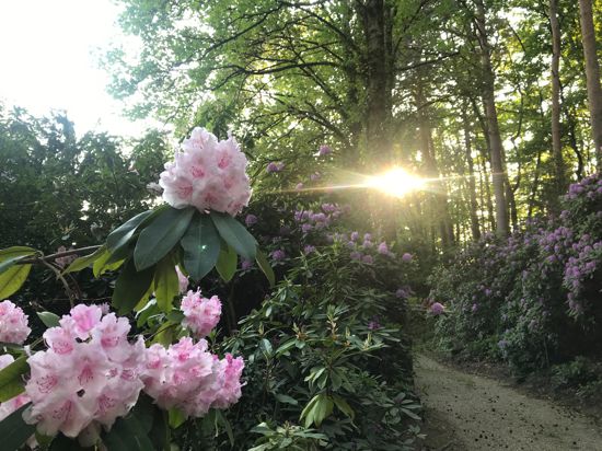 Zauberhafte Exoten: Im Friedrich-Eberts-Arboretum ist die Rhododendronblüte derzeit auf ihrem Höhepunkt.