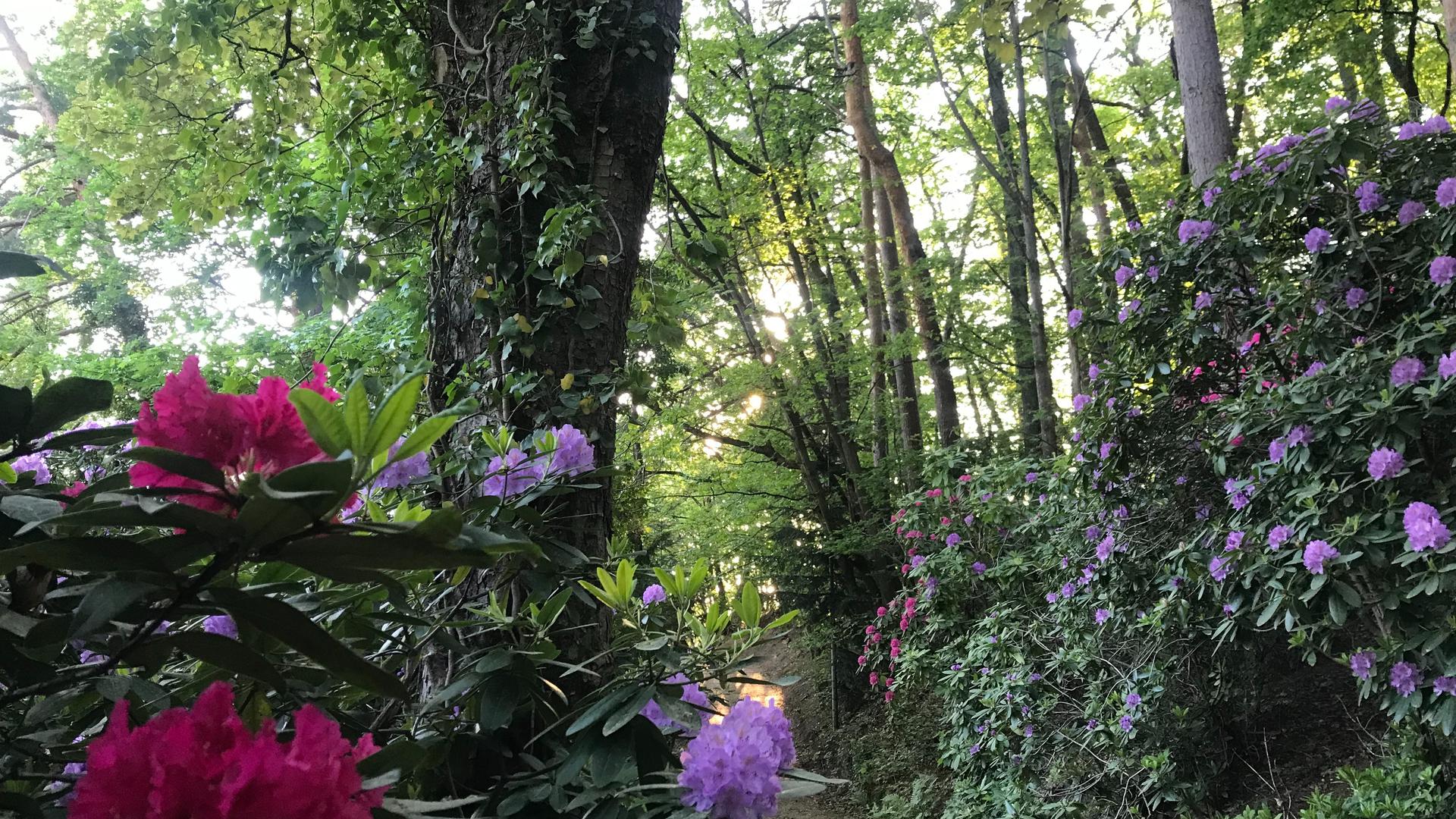 Im Friedrich-Eberts-Arboretum ist die Rhododendronblüte derzeit auf ihrem Höhepunkt.