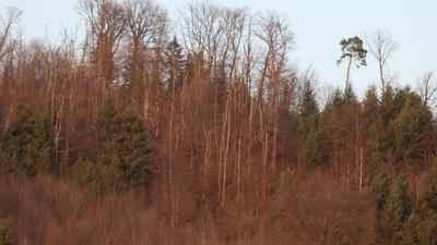 Die 50 Arten von trübbraun: Der Wald in der Region könnte schon wieder gut eine längere Regenperiode vertragen.  