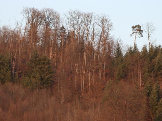 Die 50 Arten von trübbraun: Der Wald in der Region könnte schon wieder gut eine längere Regenperiode vertragen.  