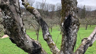 Ein kranker Baum auf dem Leisberg: Zunächst zeigt sich der Pilz anhand der schwarzen Stellen, dann platzt die Rinde ab.