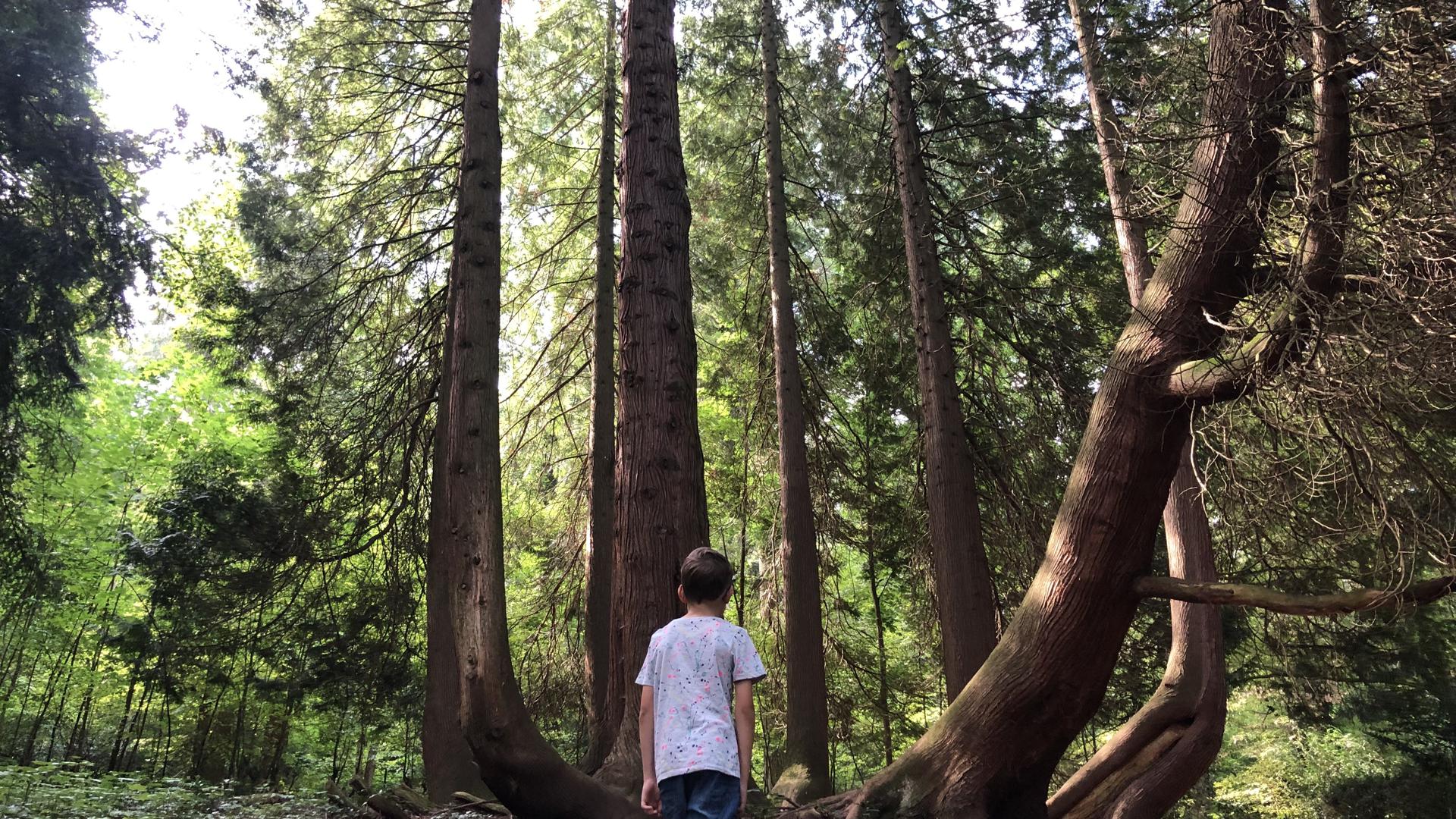 Ein Kind steht inmitten säulenartiger Thuja-Bäume im Wald.