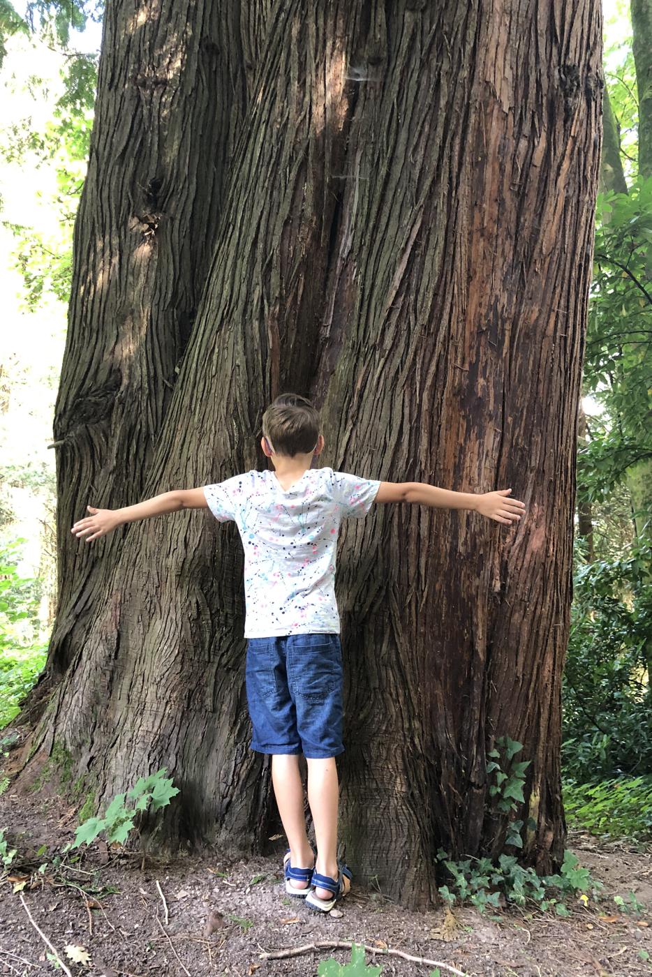 Ein Junge misst mit den Armen den Stamm eines Baumes ab.