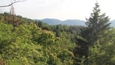 Vielfalt soll helfen: Durch Mischung verschiedener Baumarten soll der Baden-Badener Stadtwald den Klimawandel überstehen. 