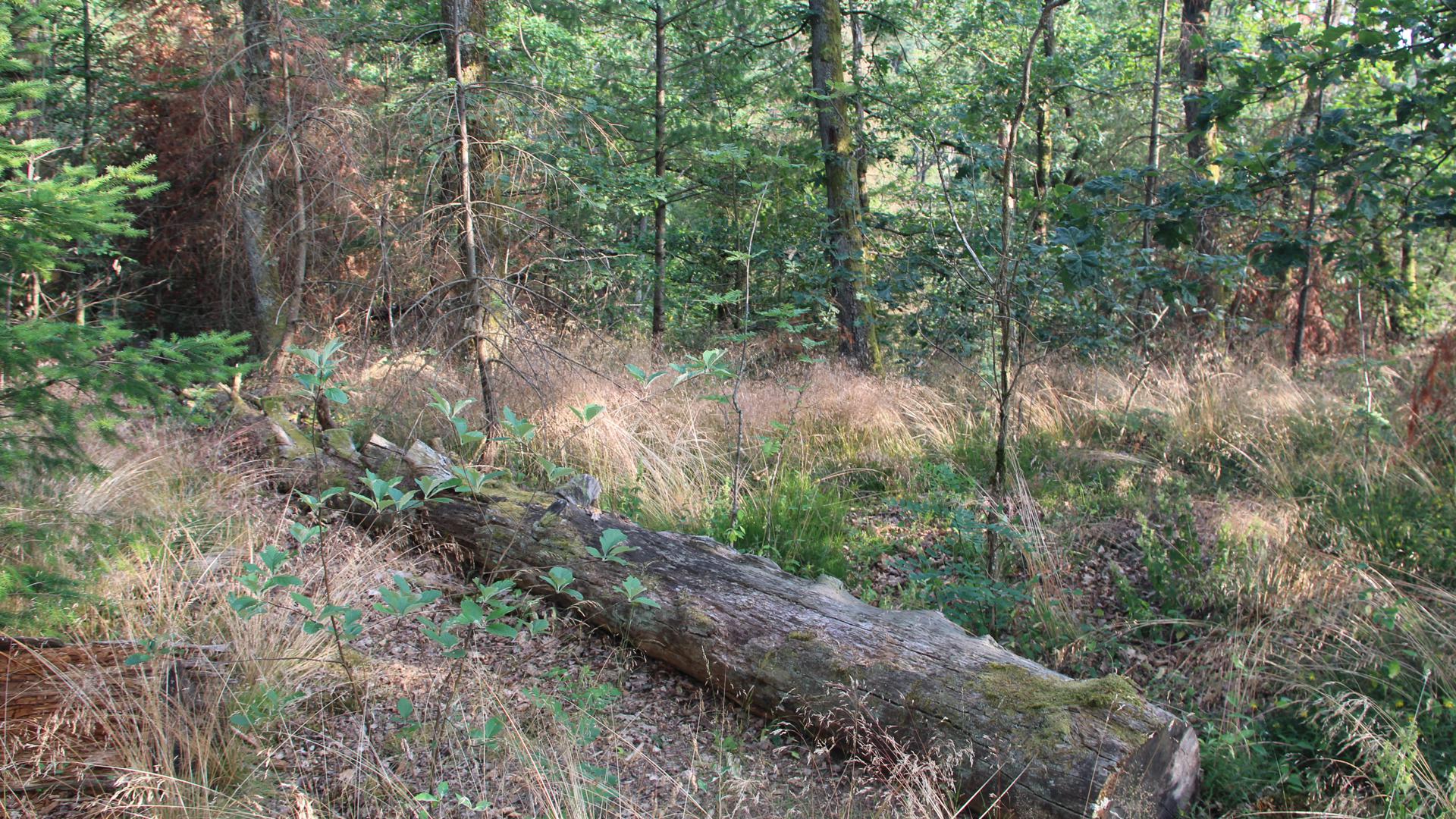 Lebensraum: Totholz bleibt oft im Stadtwald liegen, denn es hat große ökologische Bedeutung.