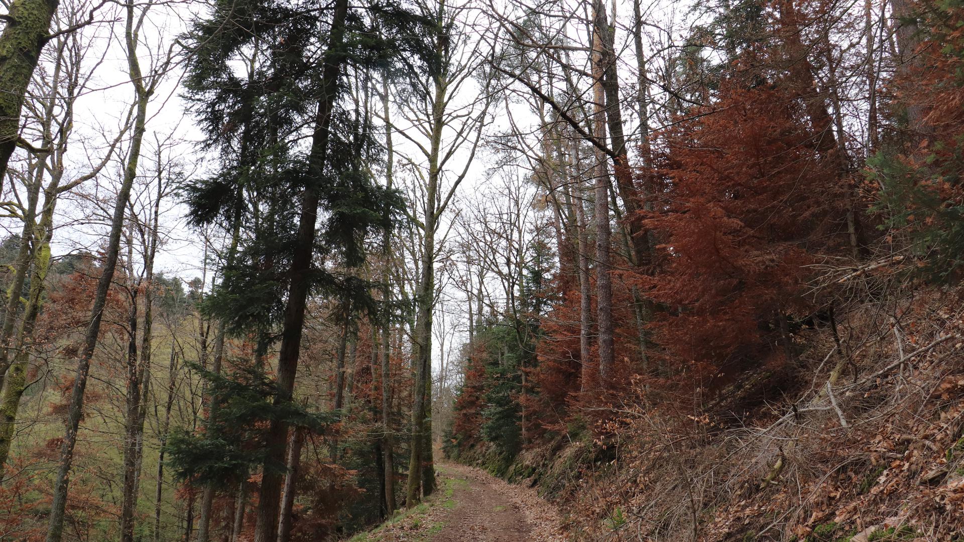 Trauriger Anblick: Zahlreiche Nadelbäume im Baden-Badener Stadtwald sind vertrocknet, wie sich hier am Cäcilienberg oberhalb von Lichtental zeigt.