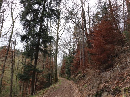Trauriger Anblick: Zahlreiche Nadelbäume im Baden-Badener Stadtwald sind vertrocknet, wie sich hier am Cäcilienberg oberhalb von Lichtental zeigt.