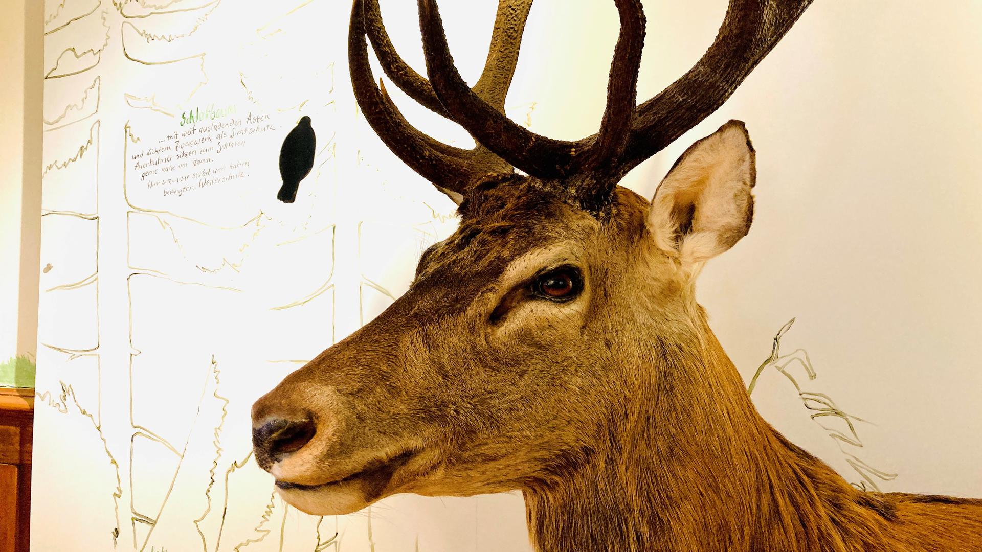 Ein präparierter Hirsch ist im Infozentrum Kaltenbronn ausgestellt. 