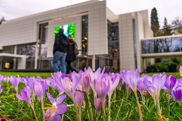 Krokusse blühen vor dem Museum Burda in der Baden-Baden-Badener Lichtentaler Allee.