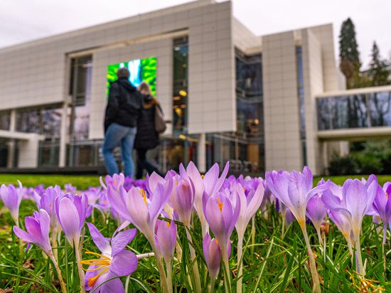 Krokusse blühen vor dem Museum Burda in der Baden-Baden-Badener Lichtentaler Allee.