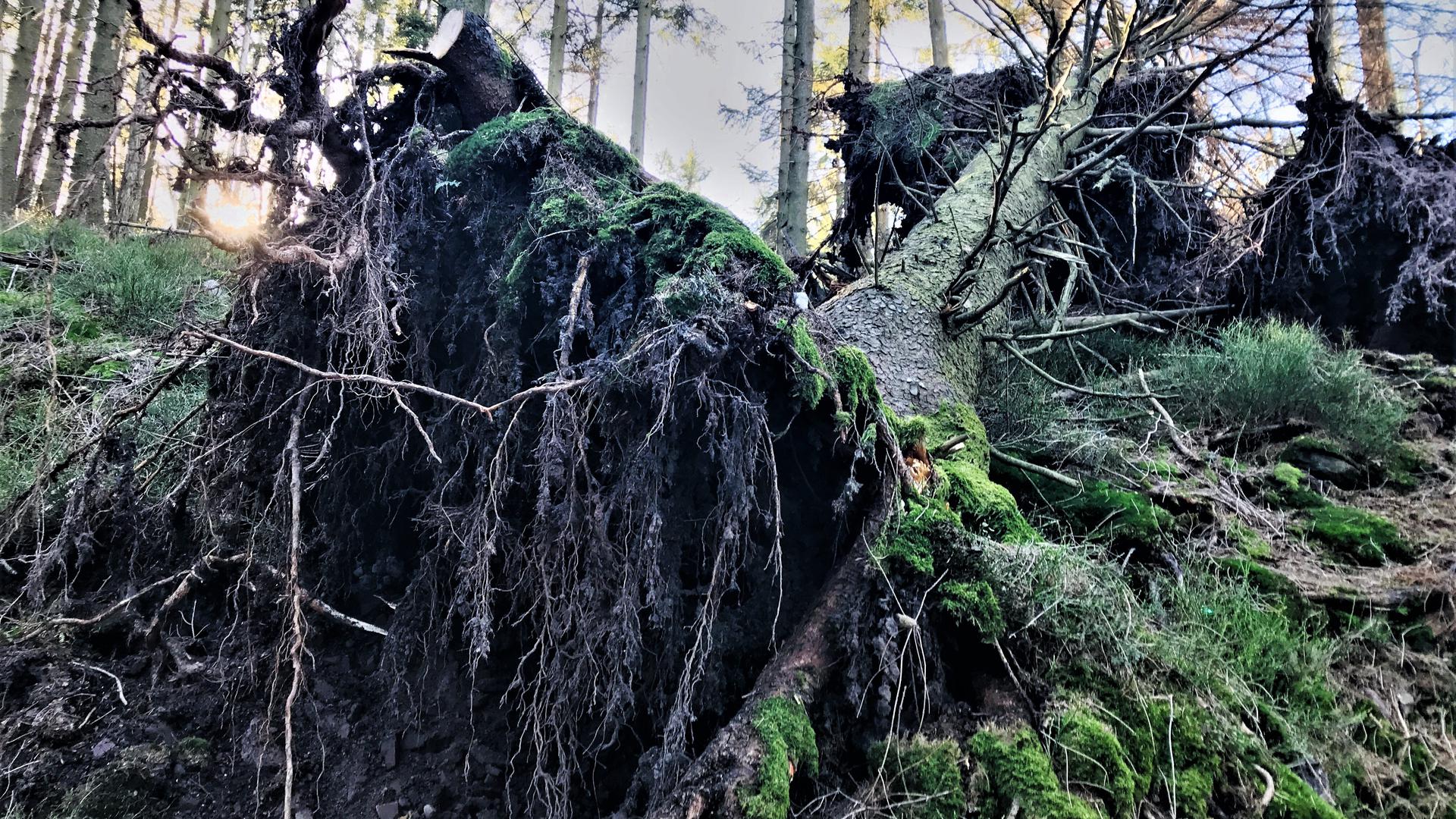 Im Nationalpark Schwarzwald liegt ein umgestürzter Baum. 