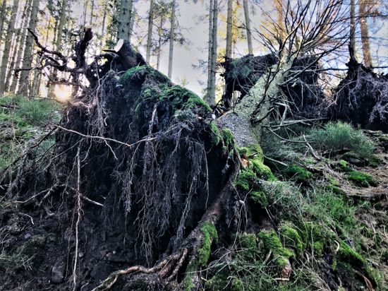 Im Nationalpark Schwarzwald liegt ein umgestürzter Baum. 
