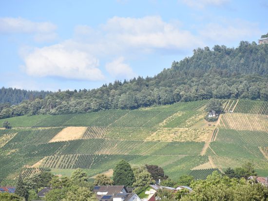 Blick auf einen Hang mit Weinflächen