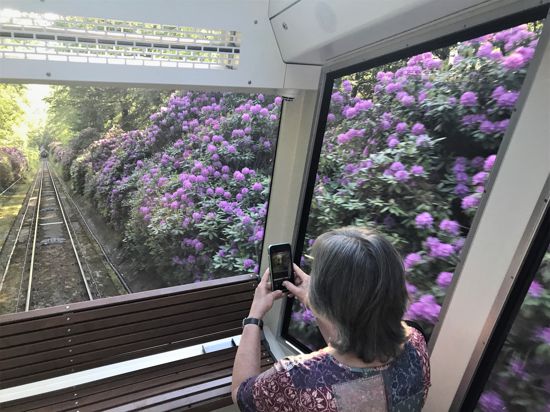  Die Merkur-Bergbahn fährt auf ihrer rund 1,2 Kilometer langen Strecke auch an üppig blühenden Rhododendron-Sträuchern vorbei.