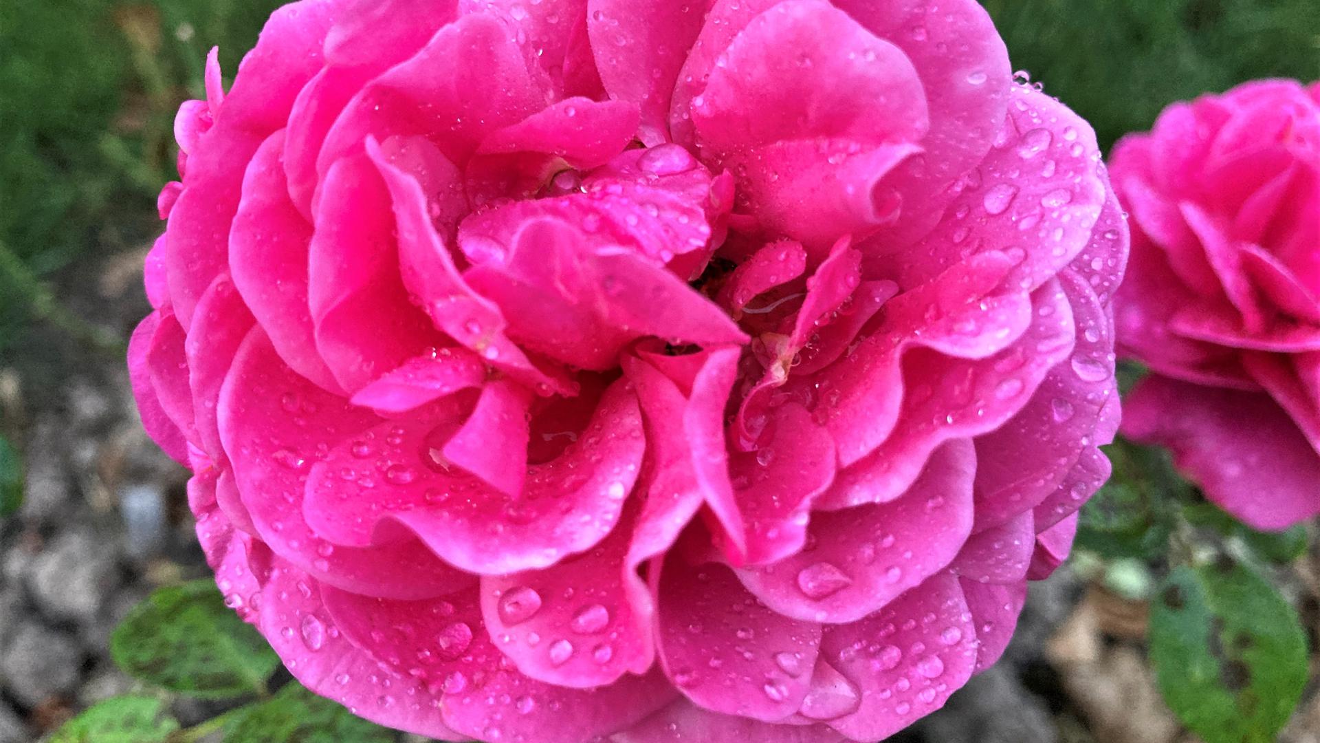 Diese Rose geht beim 70. Rosenneuheitenwettbwerb im nächsten Jahr an den Start. Die Beete mit den Neuzüchtungen sind bereits angelegt. 