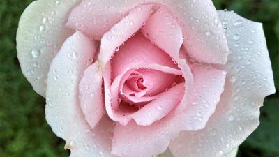  Besondere Exemplare der Königing der Blumen können im Rosenneuheitengarten auf dem Beutig in Baden-Baden bewundert werden. 